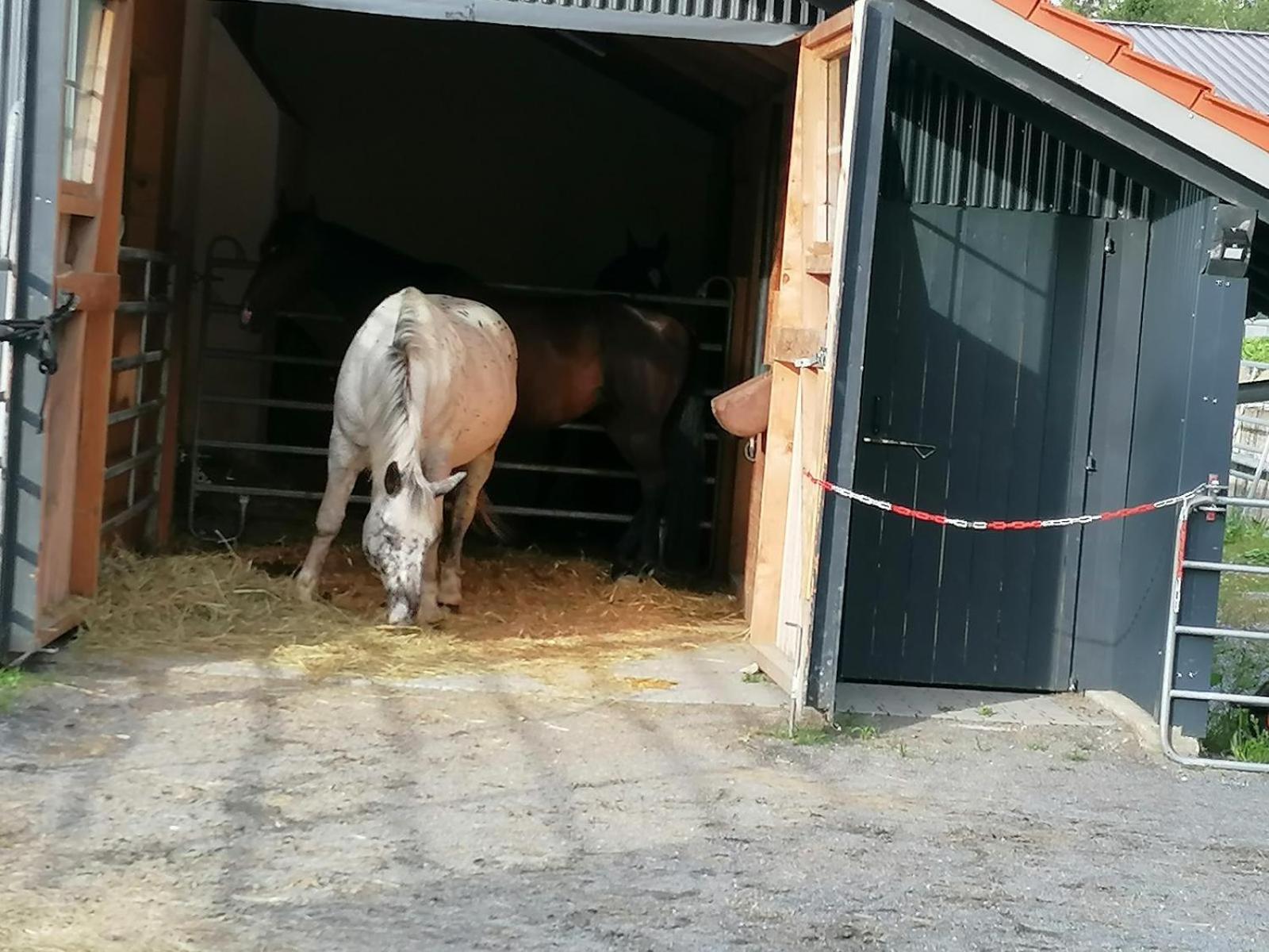 فيلا Wild Life Ranch Schöfweg المظهر الخارجي الصورة