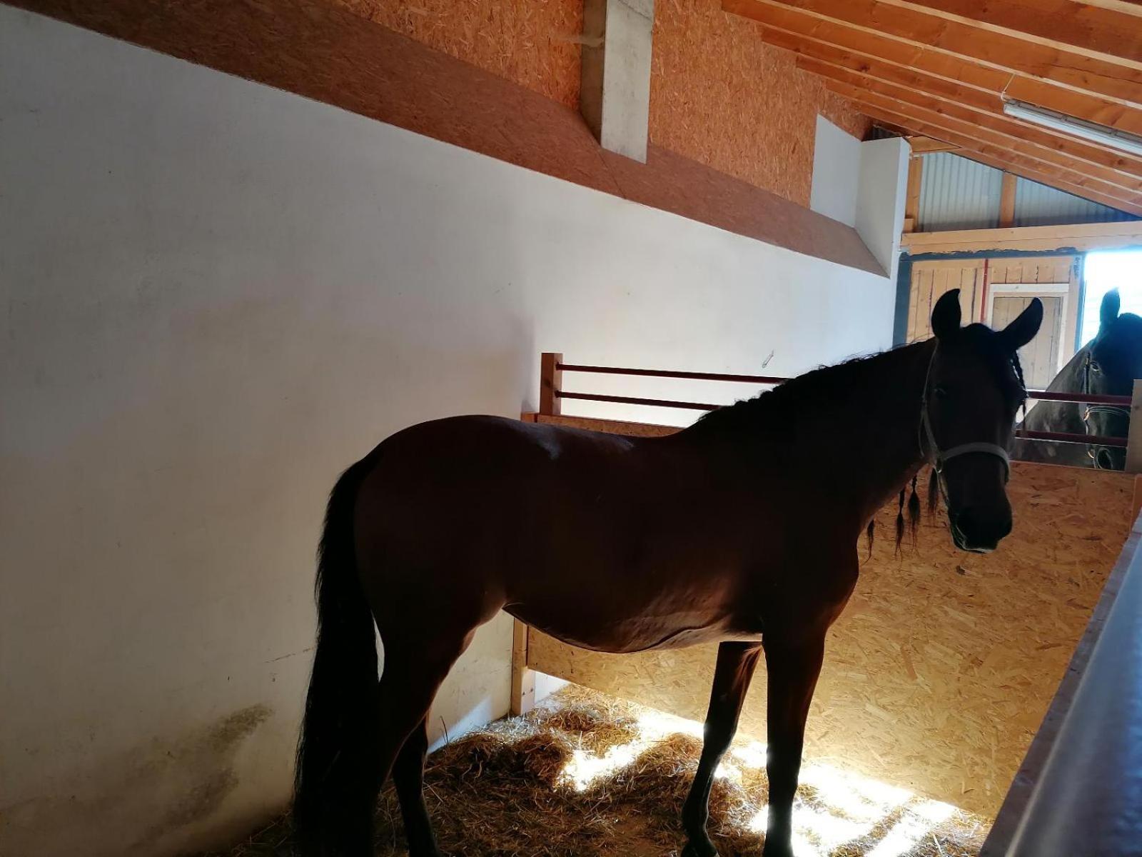فيلا Wild Life Ranch Schöfweg المظهر الخارجي الصورة